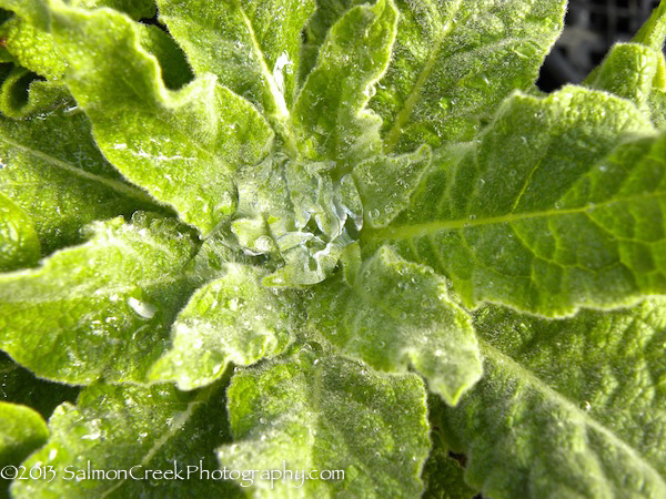 Verbascum Gainsborough