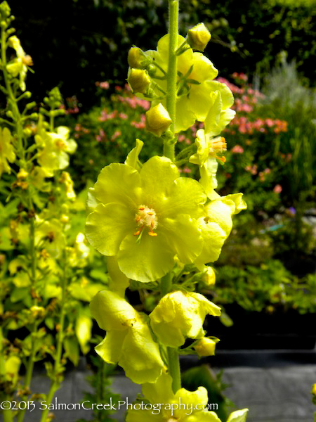 Verbascum ‘Gainsborough’