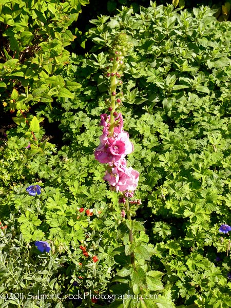 Verbascum Pink Domino