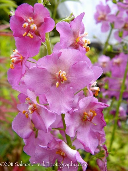 Verbascum phoeniceum Rosetta