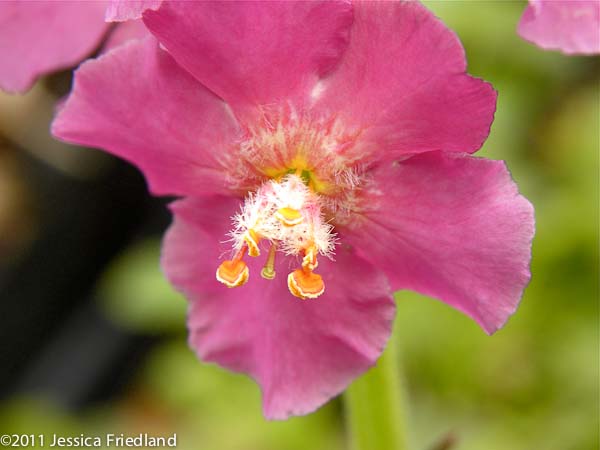 <i>Verbascum phoeniceum</i> ‘Rosetta’