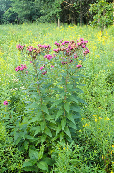 Vernonia fasciculata