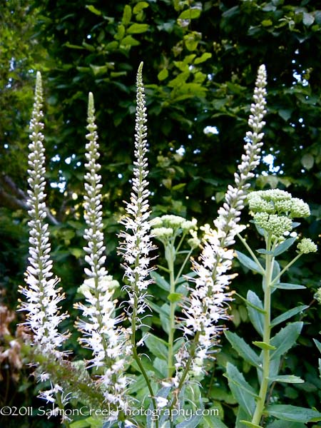 Veronicastrum virginicum Album