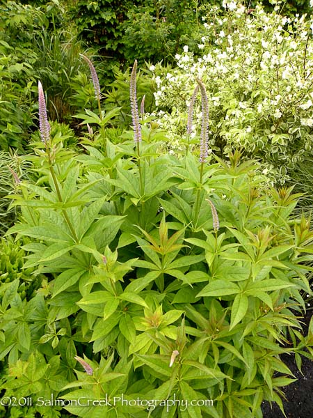 Veronicastrum virginicum Lavendelturm