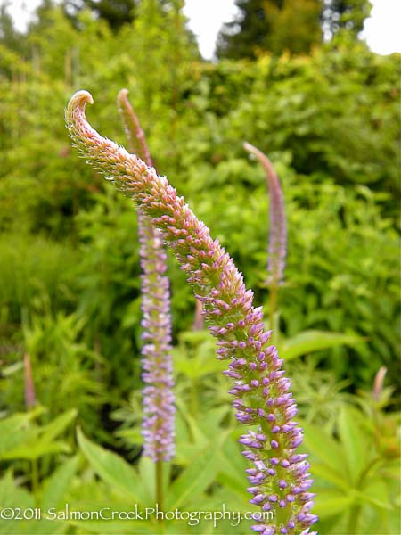 Veronicastrum virginicum ‘Lavendelturm’