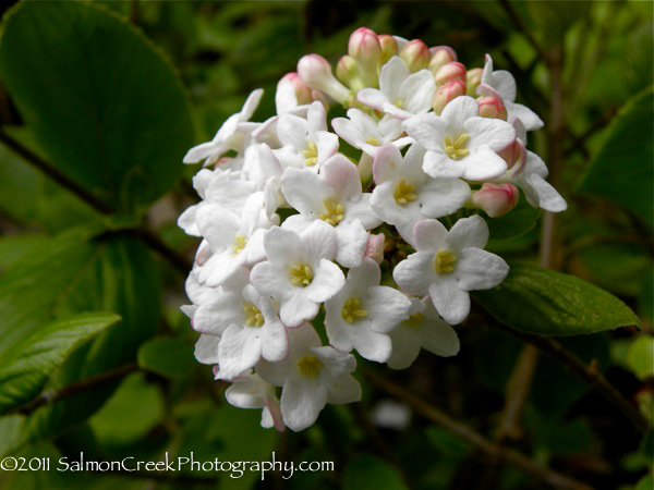 Viburnum burkwoodii Anne Russell