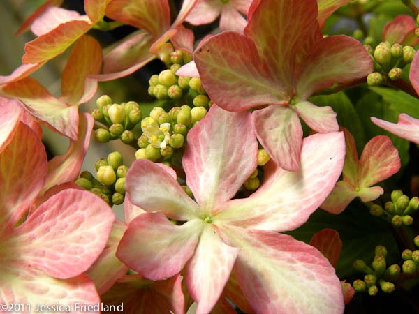 Viburnum plicatum f. tomentosum ‘Molly Schroeder’