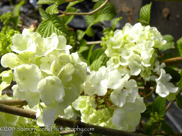 Viburnum plicatum ‘Popcorn’