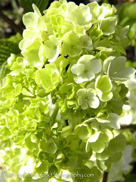 Viburnum plicatum ‘Popcorn’