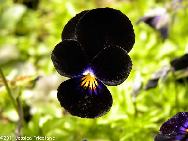 Viola cornuta ‘Bowles Black’