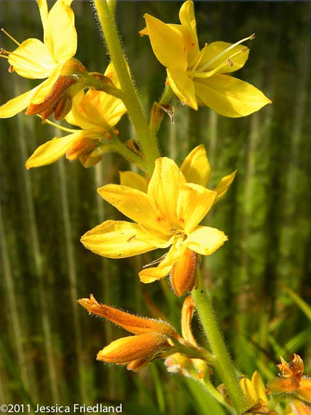 Wachendorfia thyrsiflora