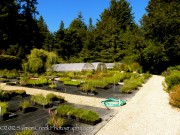 Digging Dog Gardens photo