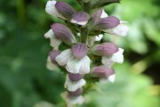 <i>Acanthus spinosus</i>