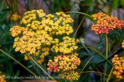 <em>Achillea</em>  ‘Fireland’