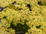 <i>Achillea</i> ‘Hoffnung’