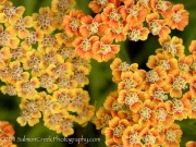 <i>Achillea</i> ‘Inca Gold’