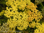 <i>Achillea</i> ‘Marmalade’