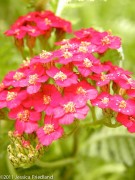 Achillea Paprika