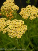 <i>Achillea</i> ‘Sawa Sawa’