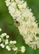 <i>Actaea racemosa</i>