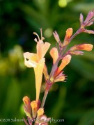 <i>Agastache aurantiaca</i> ‘Apricot Sunrise’