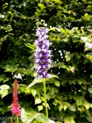 <i>Agastache</i> x ‘Black Adder’