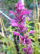 <i>Agastache mexicana</i> ‘Sangria’