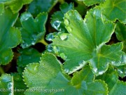 <i>Alchemilla glaucescens</i>