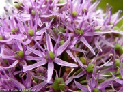 <i>Allium</i> ‘Gladiator’