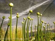 <i>Allium</i> ‘Mont Blanc’