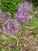 <i>Allium christophii</i>