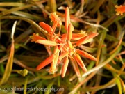 <i>Aloe</i> ‘Johnson’s Hybrid’