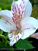 <i>Alstroemeria</i> ‘Casablanca’