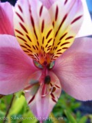 <i>Alstroemeria</i> ‘Dusty Rose’