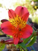 <i>Alstroemeria</i> ‘Princess Victoria’
