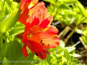 <i>Alstroemeria</i> ‘Red Valley’