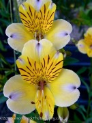 <i>Alstroemeria violacea</i> ‘Yellow Friendship’
