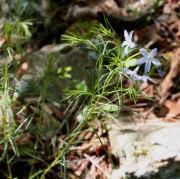 <i>Amsonia hubrichtii</i>