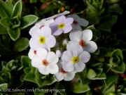 <i>Androsace lanuginosa</i>