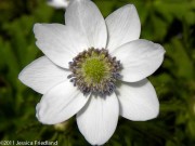 <i>Anemone leveillei</i>