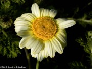 <i>Anthemis</i> ‘Susanna Mitchell’