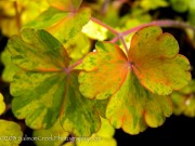 <i>Aquilegia vulgaris</i> ‘Woodside Gold’