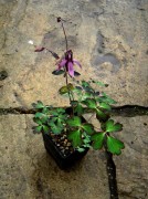 Aquilegia rockii