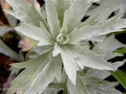 <i>Artemisia ludoviciana</i> ‘Valerie Finnis’