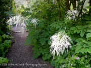 <i>Aruncus dioicus</i> ‘Zweiweltenkind’