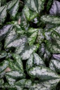 <i>Asarum splendens</i>
