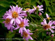 <i>Aster</i> ‘Cassie’