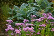 <i>Aster tataricus</i> ‘Jindai’