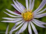 <i>Aster pyrenaeus</i> ‘Lutetia’