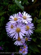 <i>Aster</i> ‘Ochtendgloren’